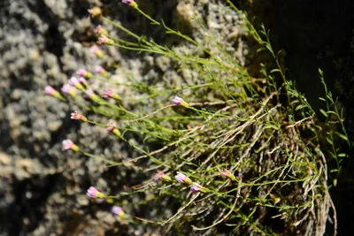 DSC_0202 (Large).JPG